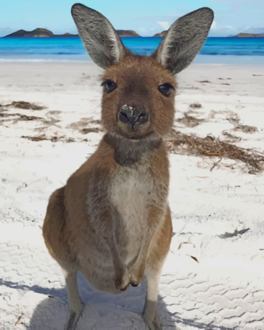 Kangaroo In The Beach Painting By Numbers.png