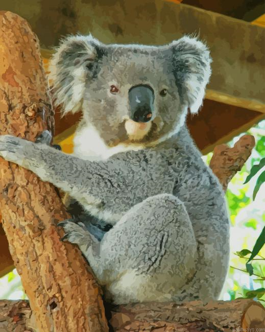 Koala In Australia New Painting By Numberss.png