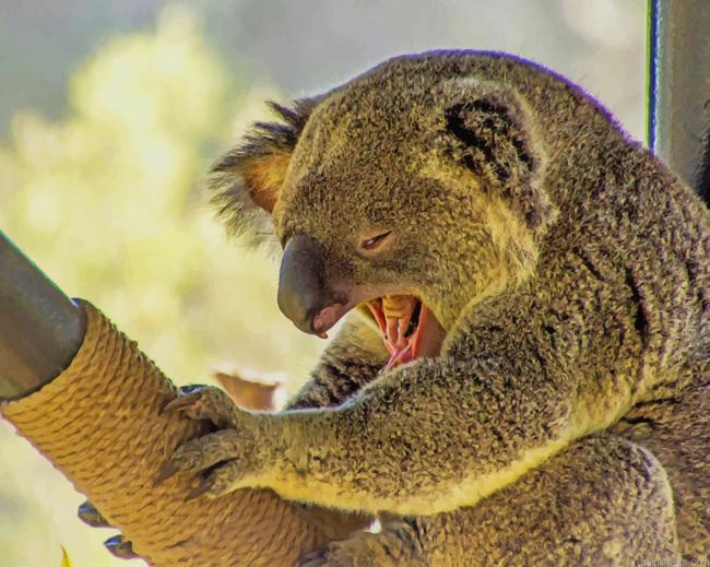 Koala Screaming New Painting By Numberss.png